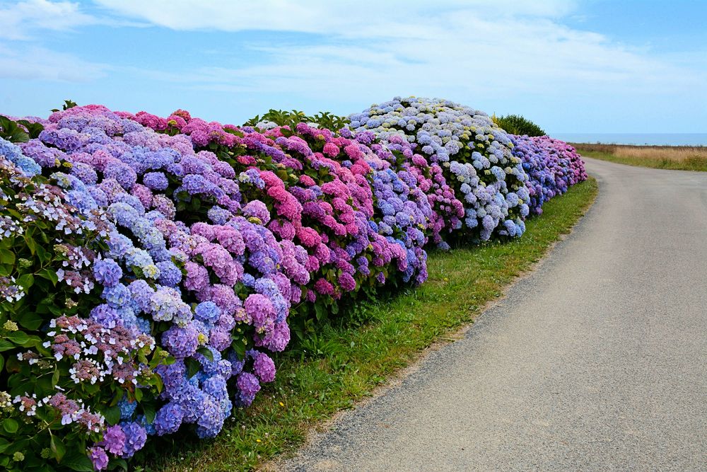 Hortensien am Weg