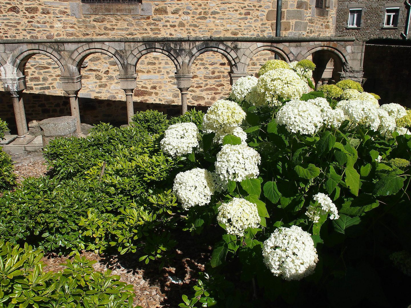 Hortensien aus St. Malo