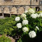 Hortensien aus St. Malo