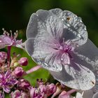 Hortensien-Blüte am Morgen
