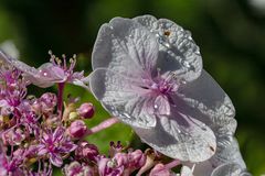 Hortensien-Blüte am Morgen