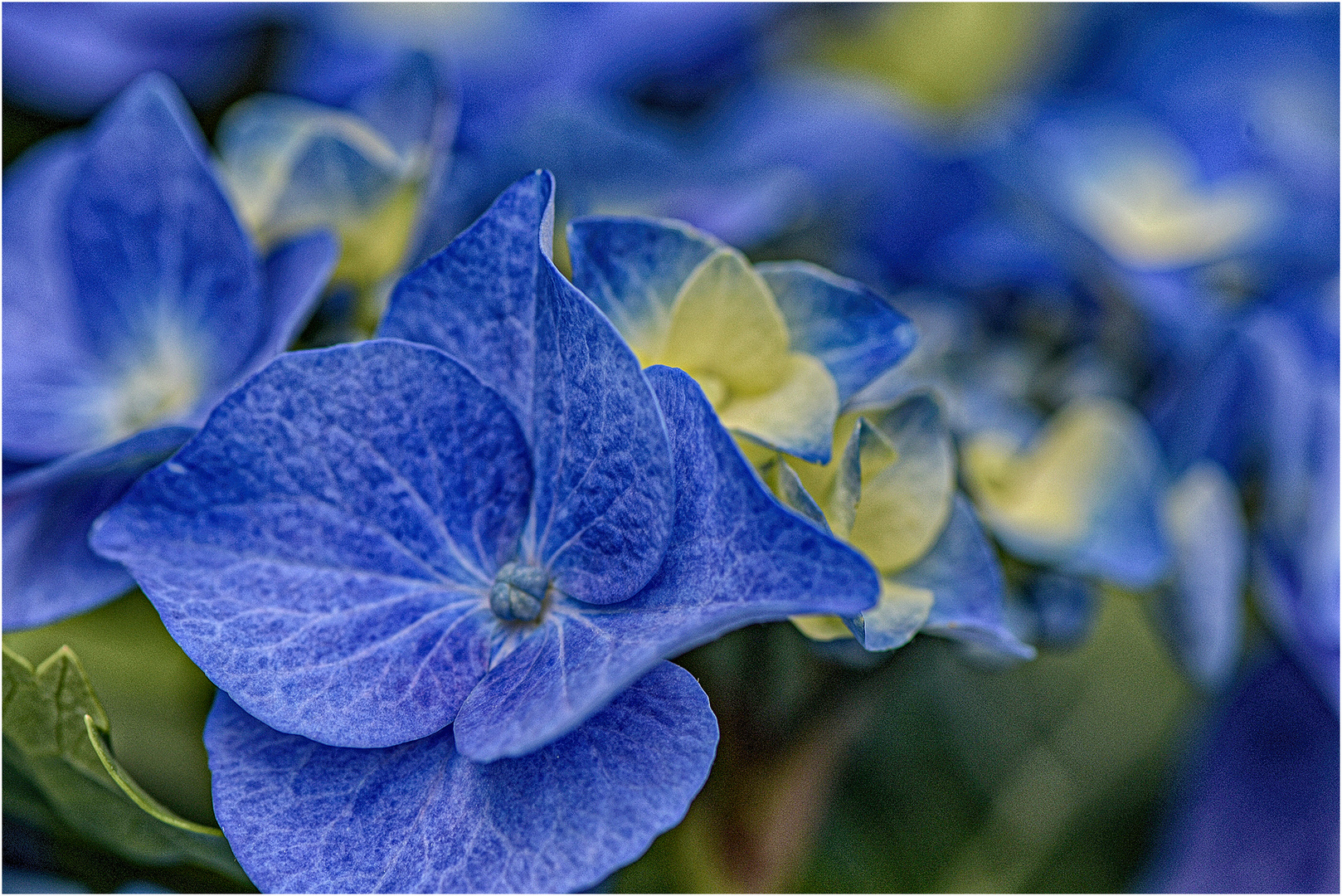 Hortensien Blüte in blau