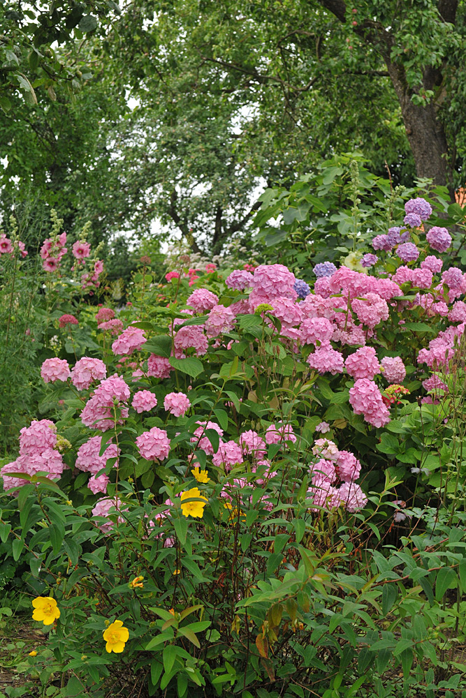 Hortensien – Blüten – Pracht gegen düsteres Wetter 01