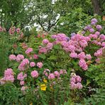 Hortensien – Blüten – Pracht gegen düsteres Wetter 01
