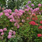 Hortensien – Blüten – Pracht gegen düsteres Wetter 02