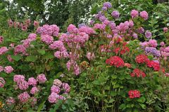 Hortensien – Blüten – Pracht gegen düsteres Wetter 02