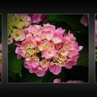 Hortensien-Blütenzauber