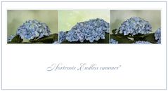 Hortensien - 