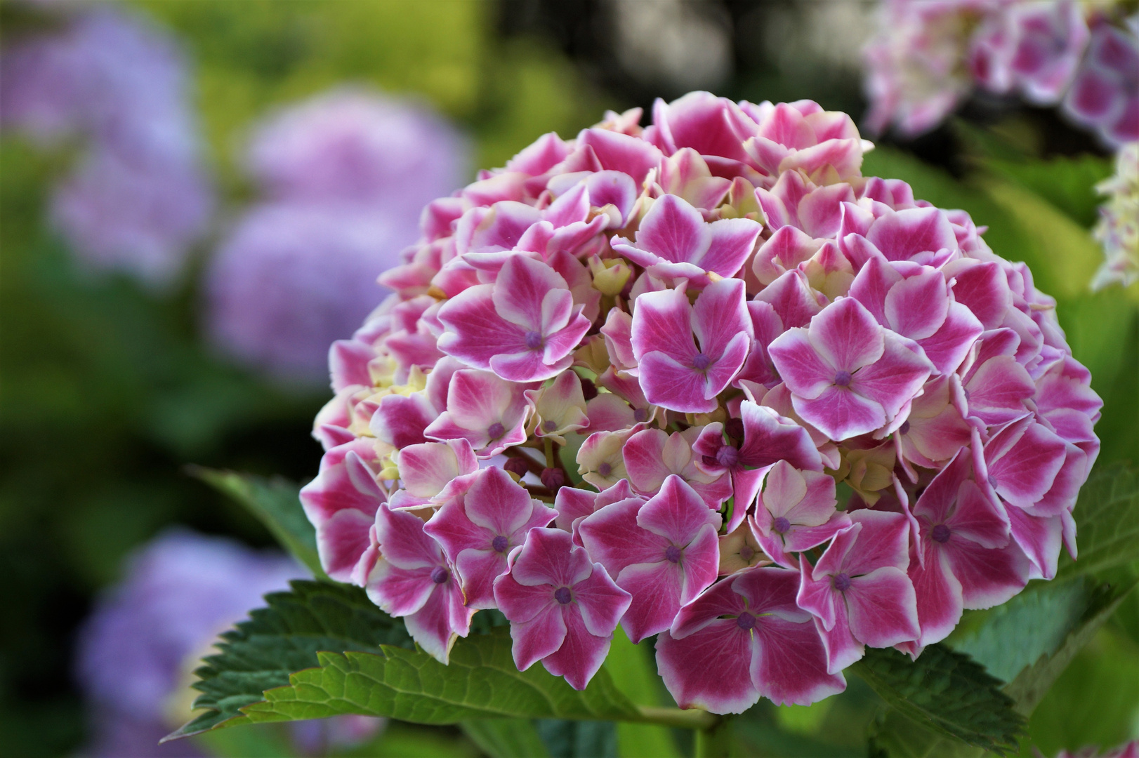 HortensienGruß.... Foto & Bild pflanzen, pilze & flechten, blüten