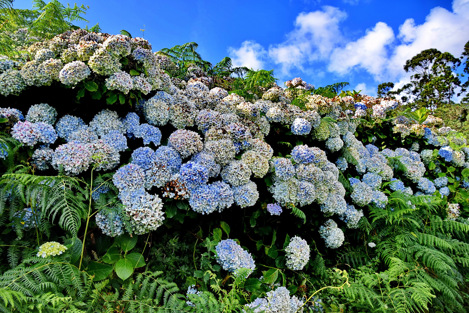 Hortensien-Hecke