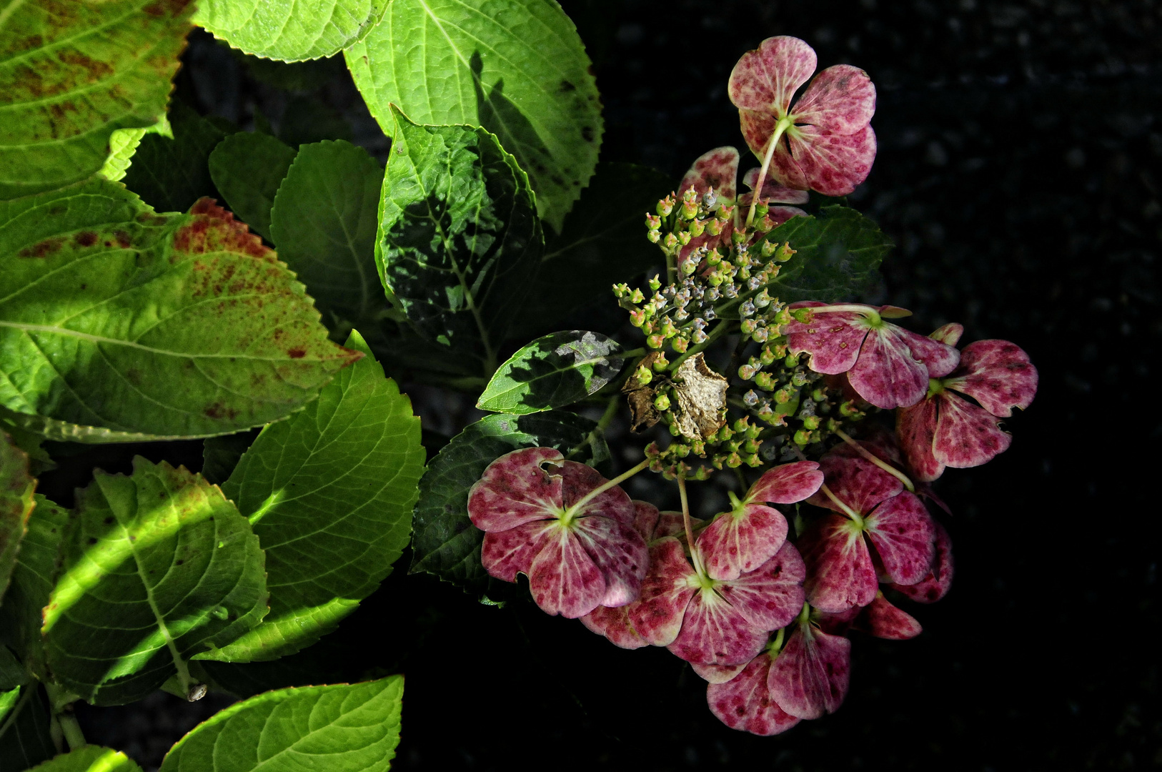 Hortensien-Herbst