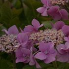 Hortensien (Hydrangea)