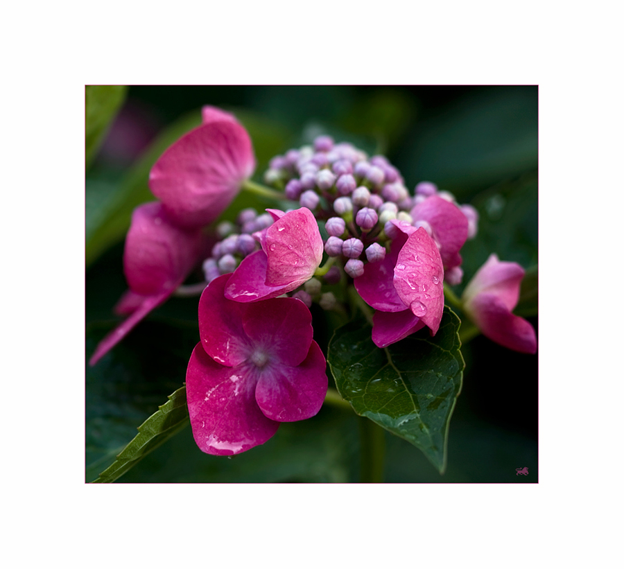 Hortensien (Hydrangea)