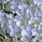 Hortensien (Hydrangeaceae)