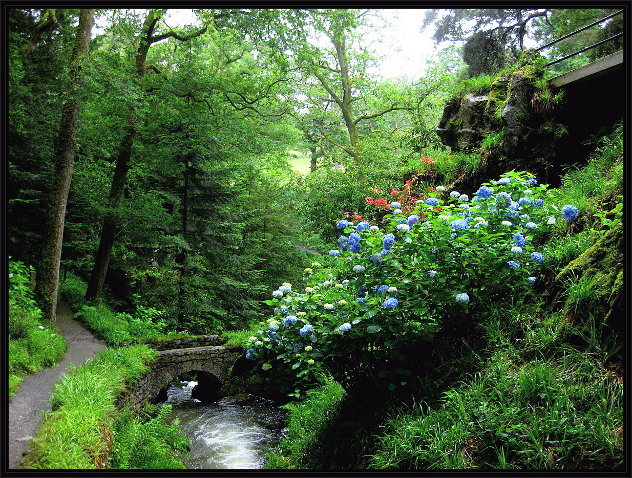 Hortensien im Bodnant Garden in Wales