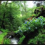 Hortensien im Bodnant Garden in Wales