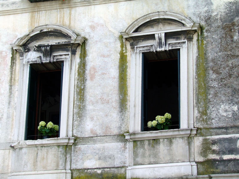 Hortensien im Fenster