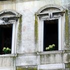 Hortensien im Fenster