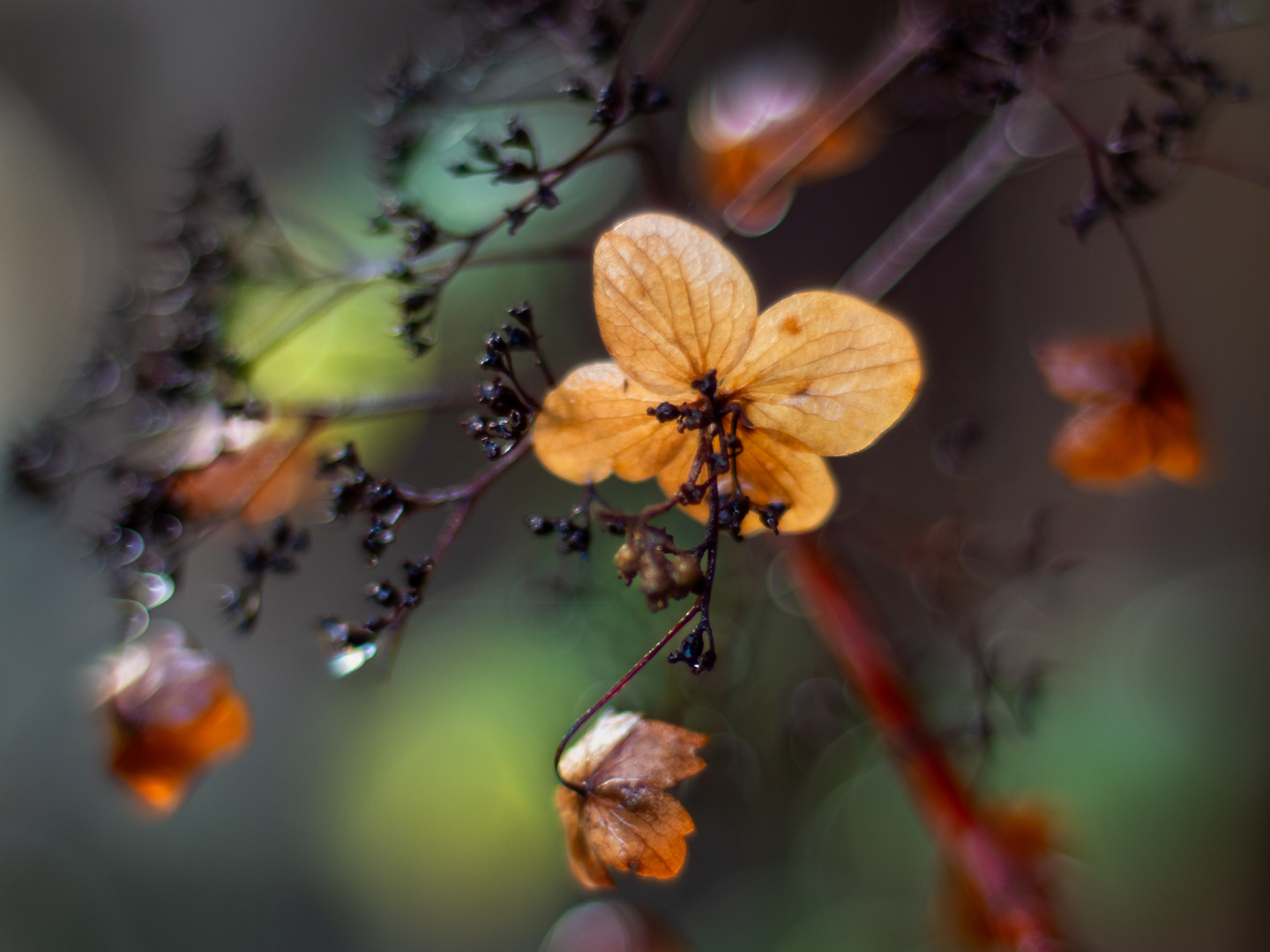 Hortensien im Herbst