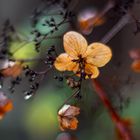 Hortensien im Herbst