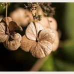 Hortensien im Herbst