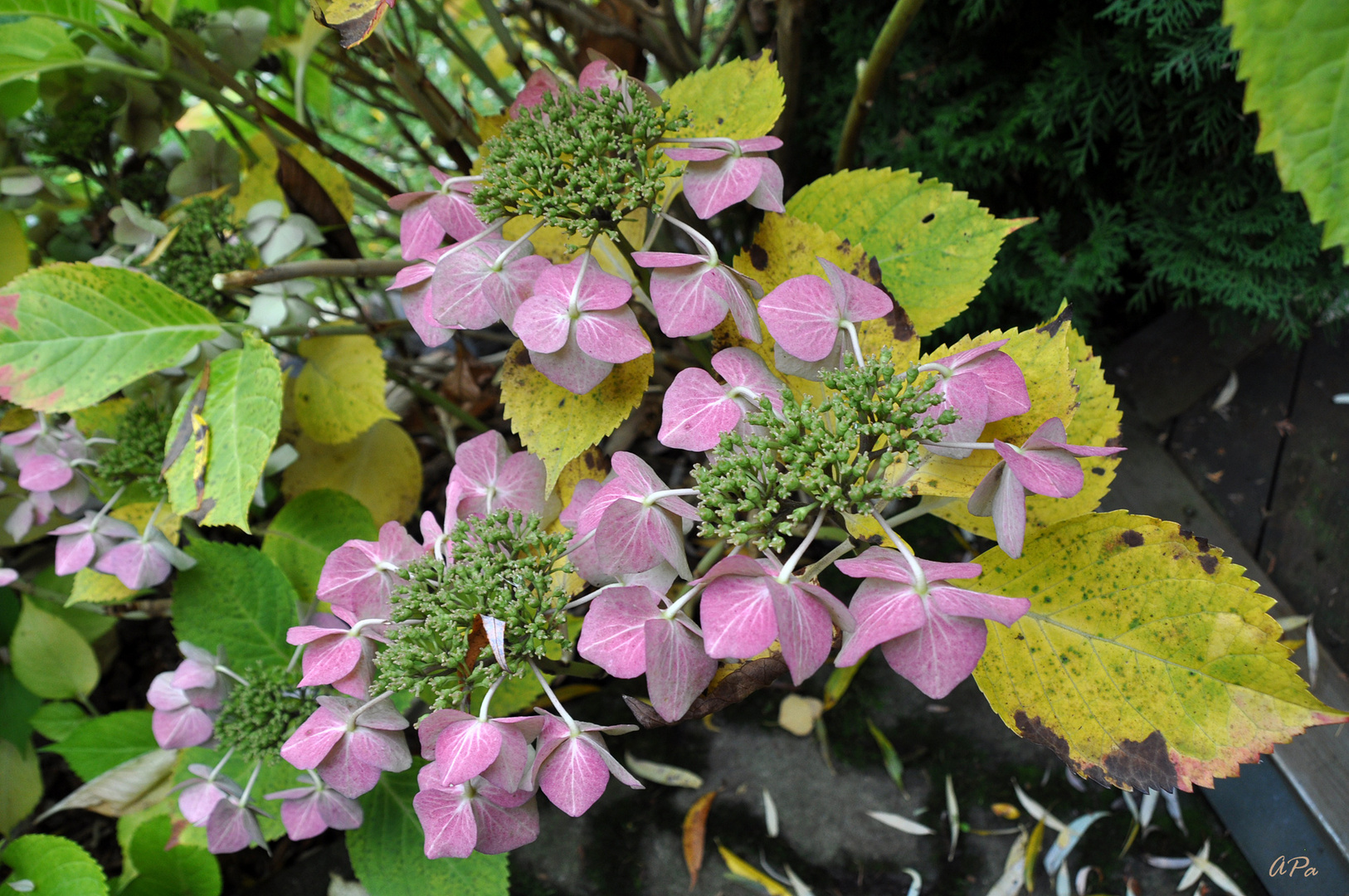 Hortensien im Herbst