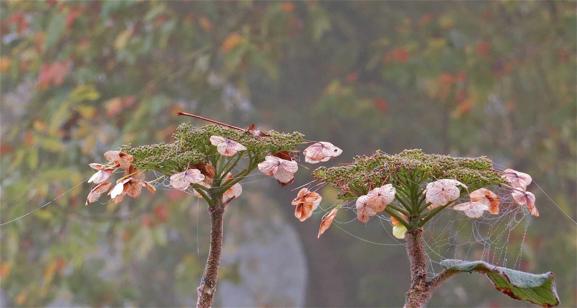 ..Hortensien im Morgennebel !!!...