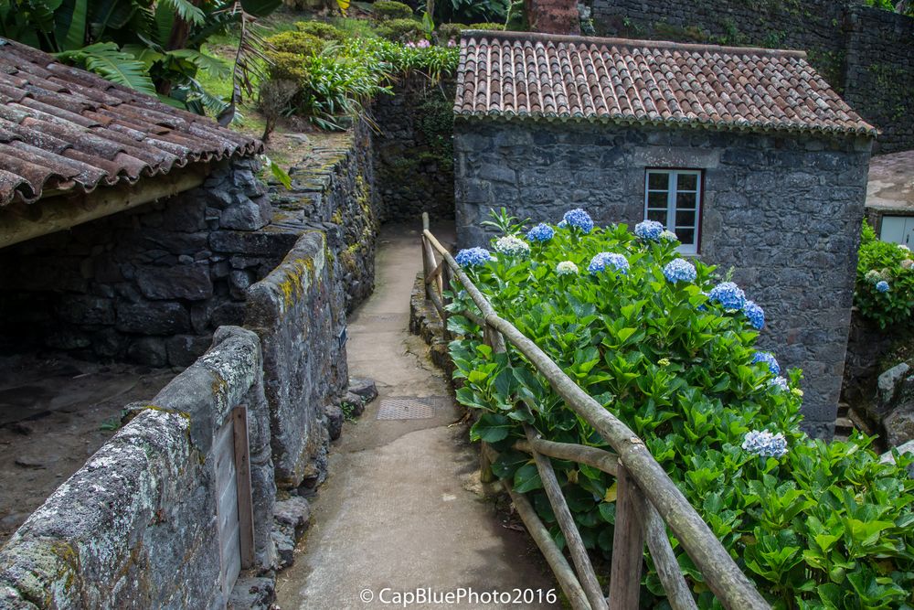 Hortensien im Tal der Mühlen - Ribeira dos Caldeiroes