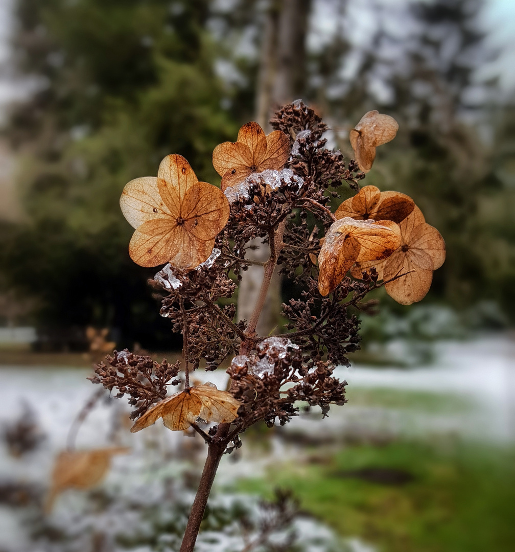 Hortensien im Winter