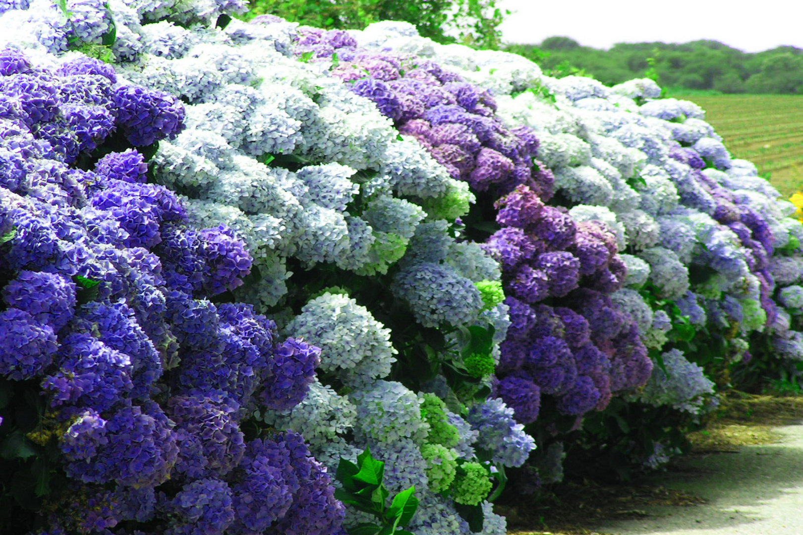 Hortensien in der Bretagne