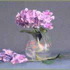 Hortensien  in der    Vase  