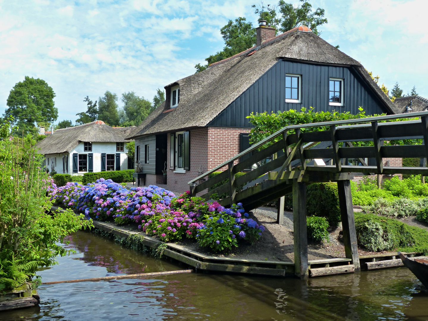 Hortensien in Giethoorn