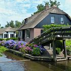 Hortensien in Giethoorn