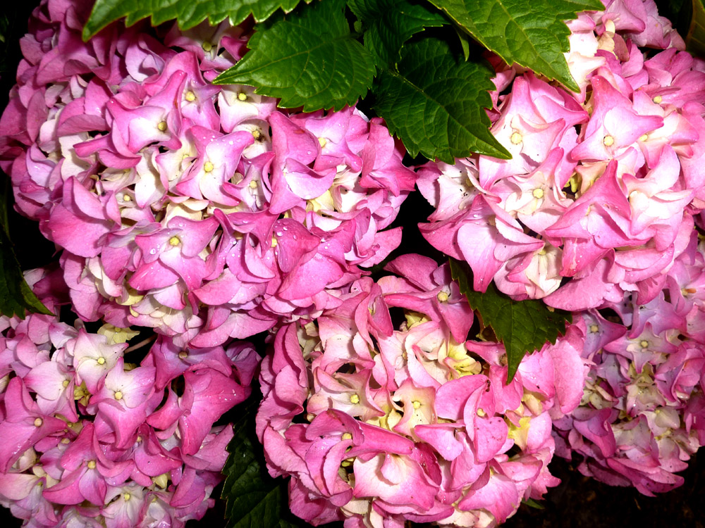 Hortensien in Pink