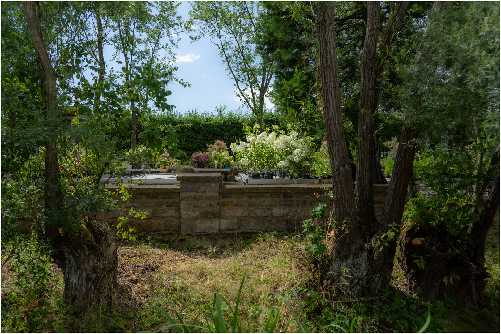 Hortensien mit Durchblick