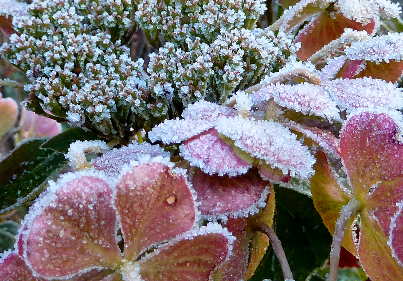 Hortensien mit Eiskristallen