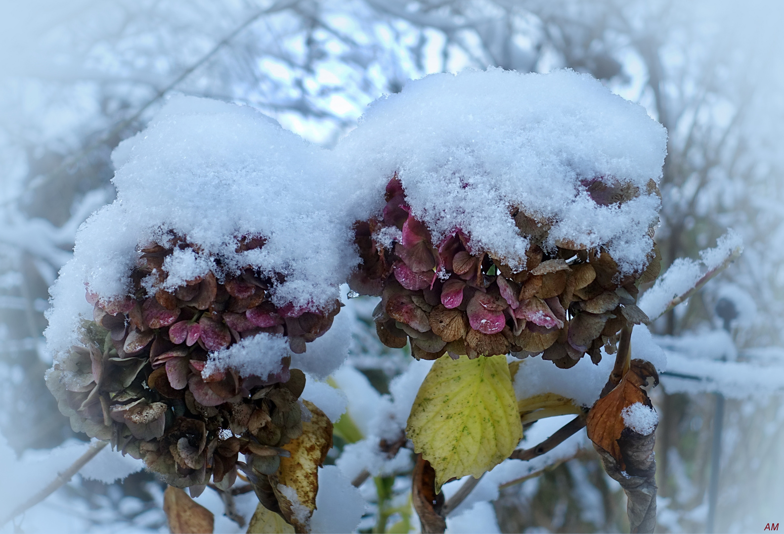 Hortensien mit Schneemützen