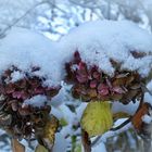 Hortensien mit Schneemützen