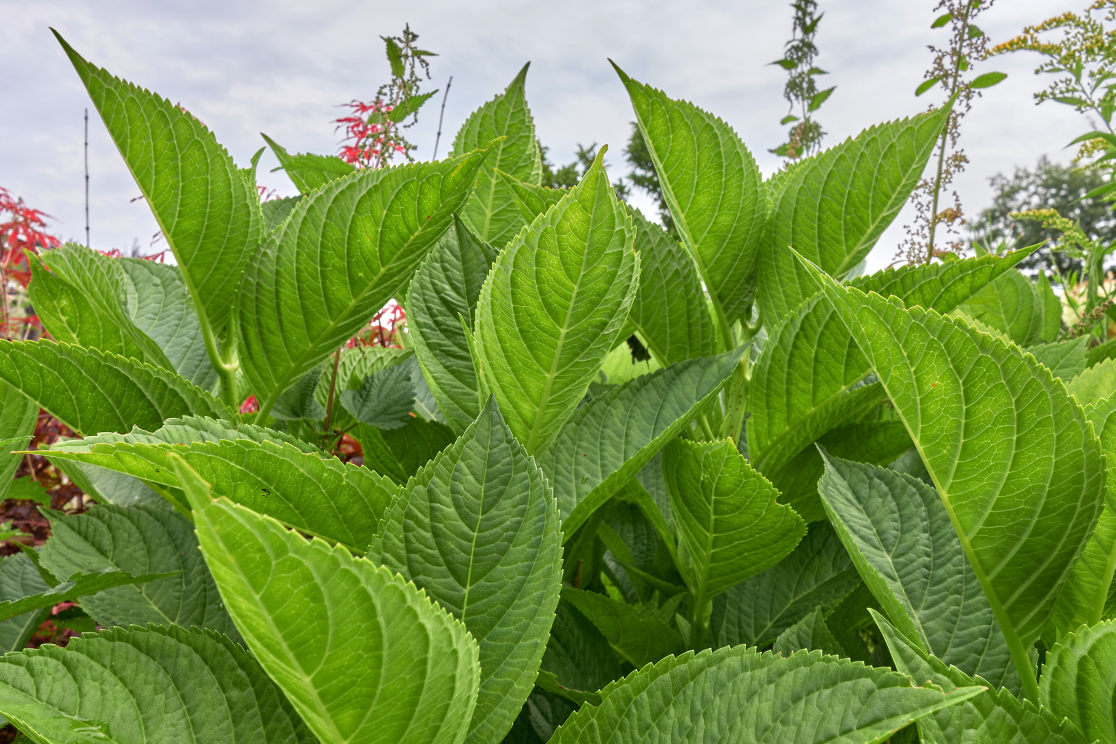 Hortensien Ohne Blüten 