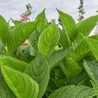 Hortensien Ohne Blüten 