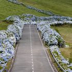 Hortensien säumen die meisten Straßen