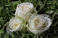 Hortensien und Rosen...