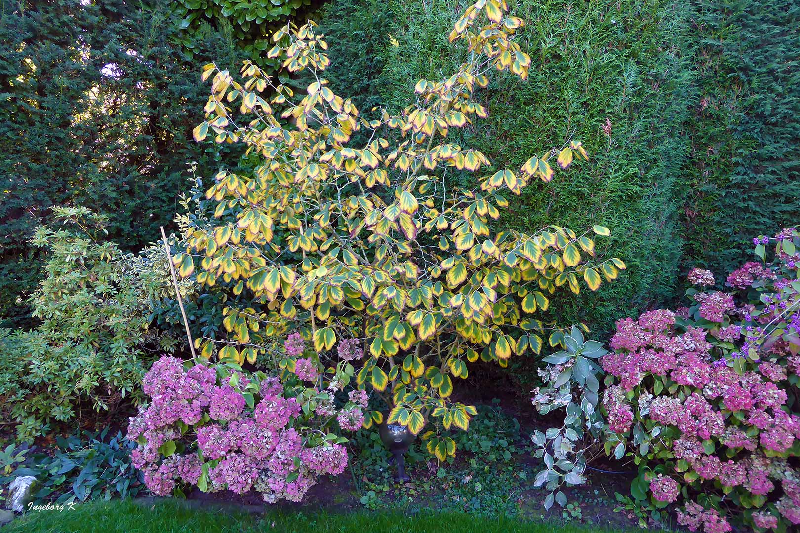 Hortensien und Zaubernuss im Herbstkleid