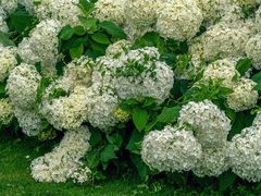 hortensienballlawine...
