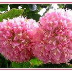 Hortensienbaum - Dombeya Wallichii