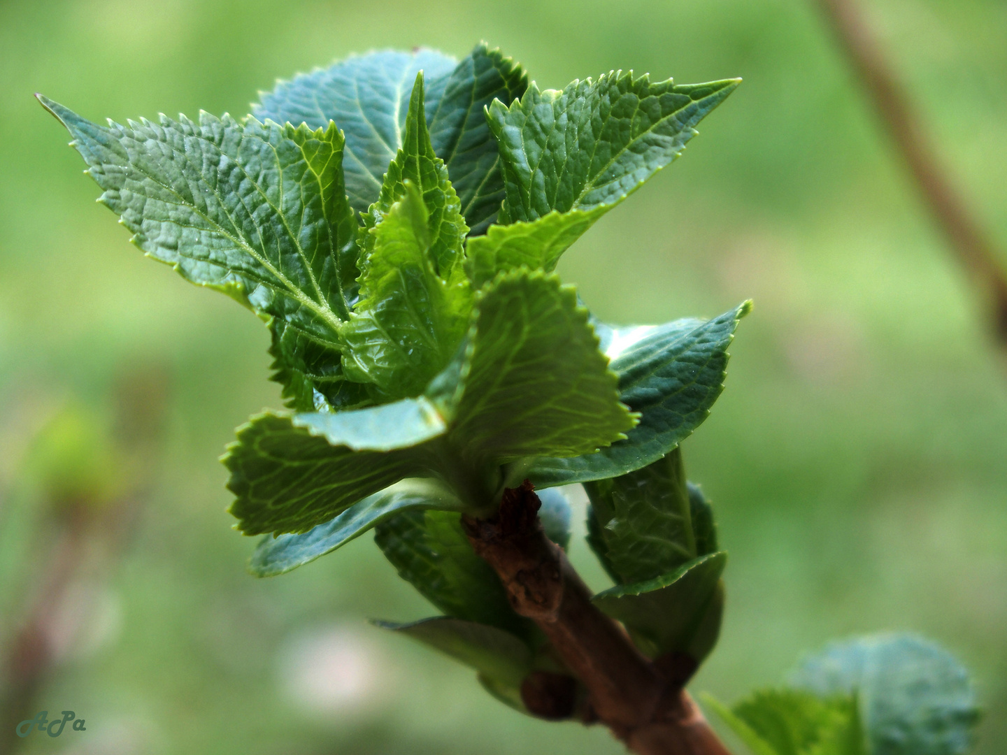 Hortensienblätterzweig