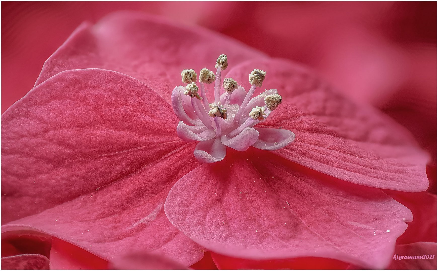 hortensienblüte...