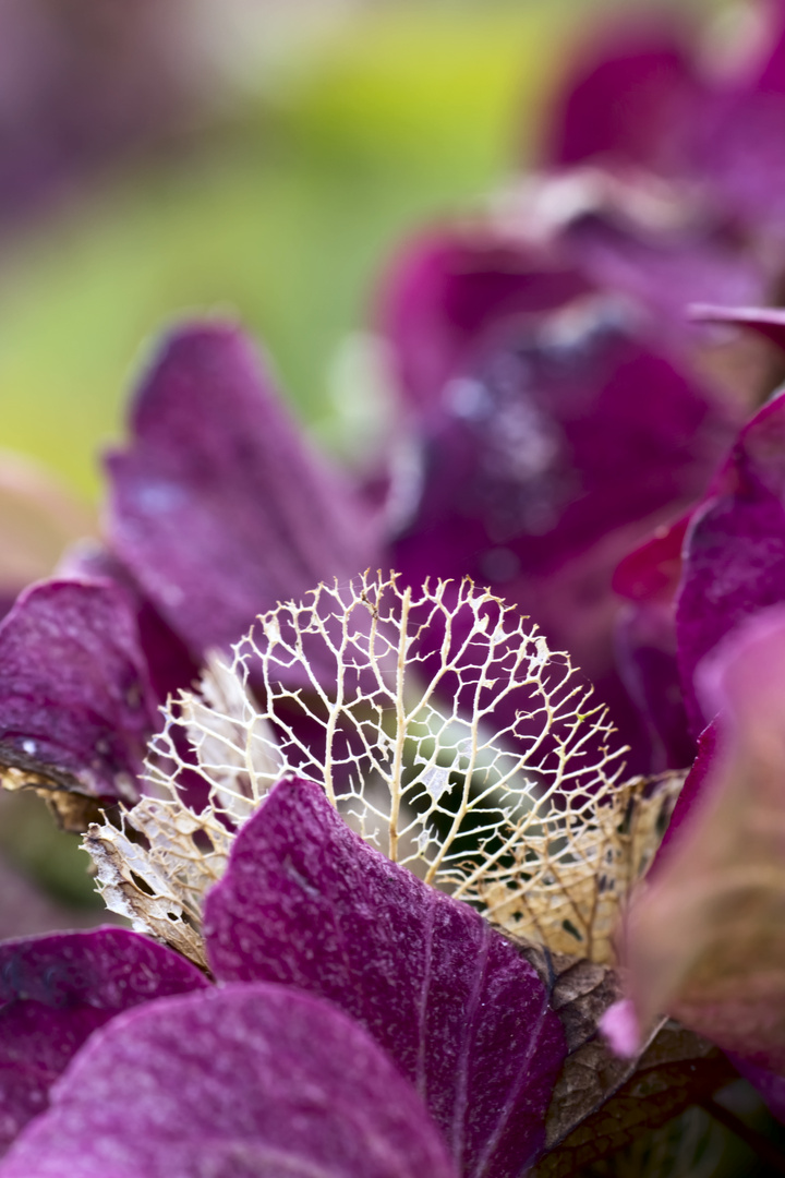 Hortensienblüte