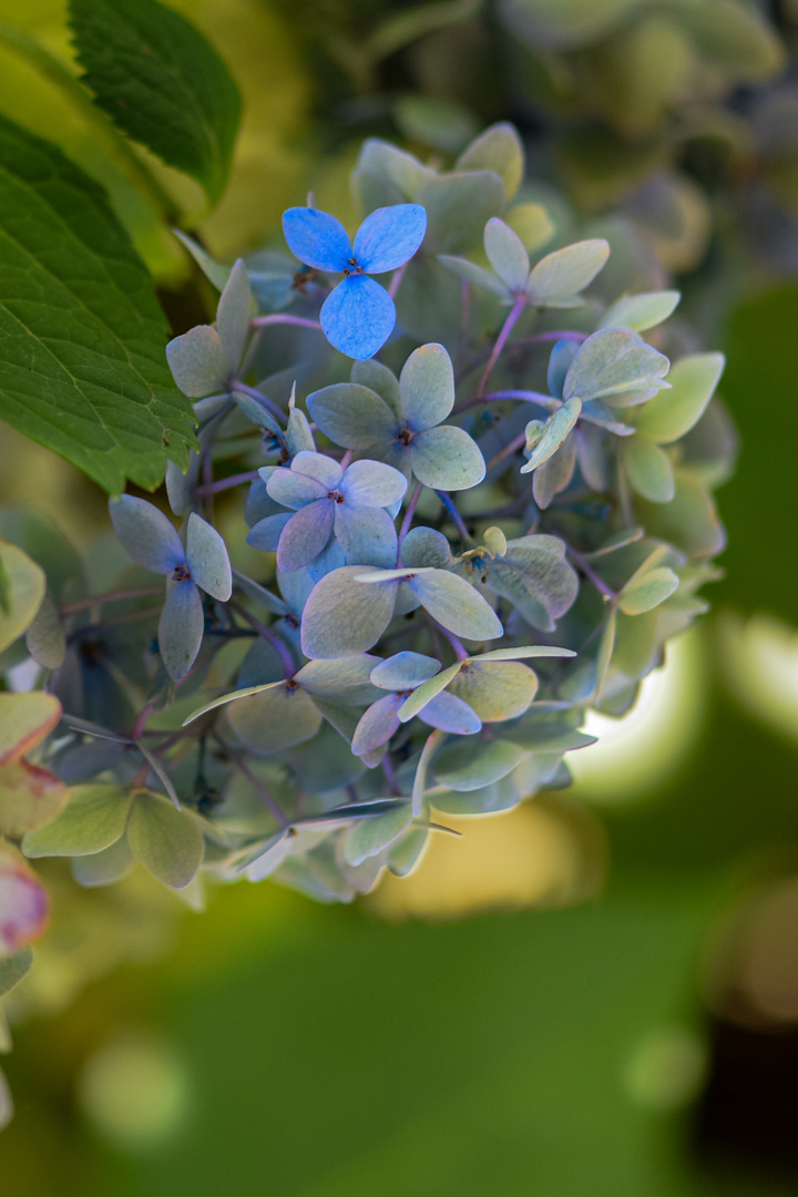 Hortensienblüte - 1