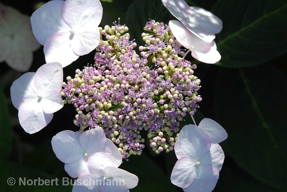 Hortensienblüte